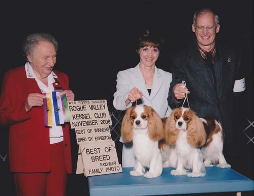 Cavalier King Charles Spaniels - Beckwith Cavaliers - There's Only One - Best of Breed